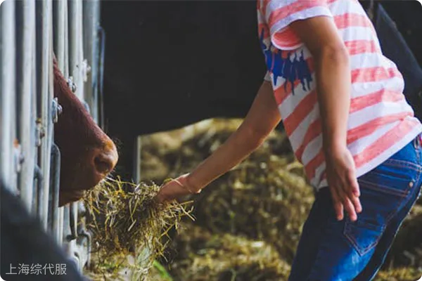 進口天然礦物質飼料的監管要求與流程